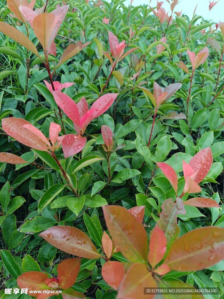 紅葉綠葉交織的植物景觀