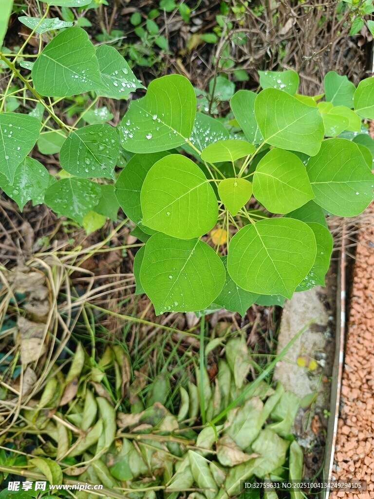 綠葉叢中的清新三葉草