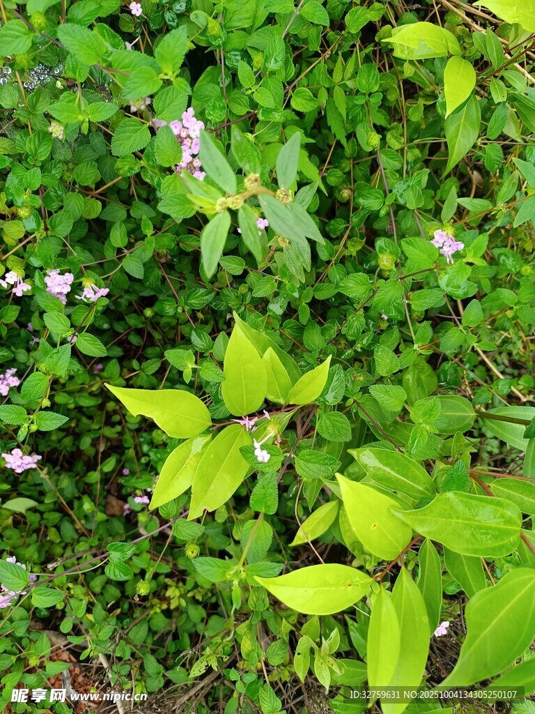 綠葉叢中綻放的點(diǎn)點(diǎn)小花