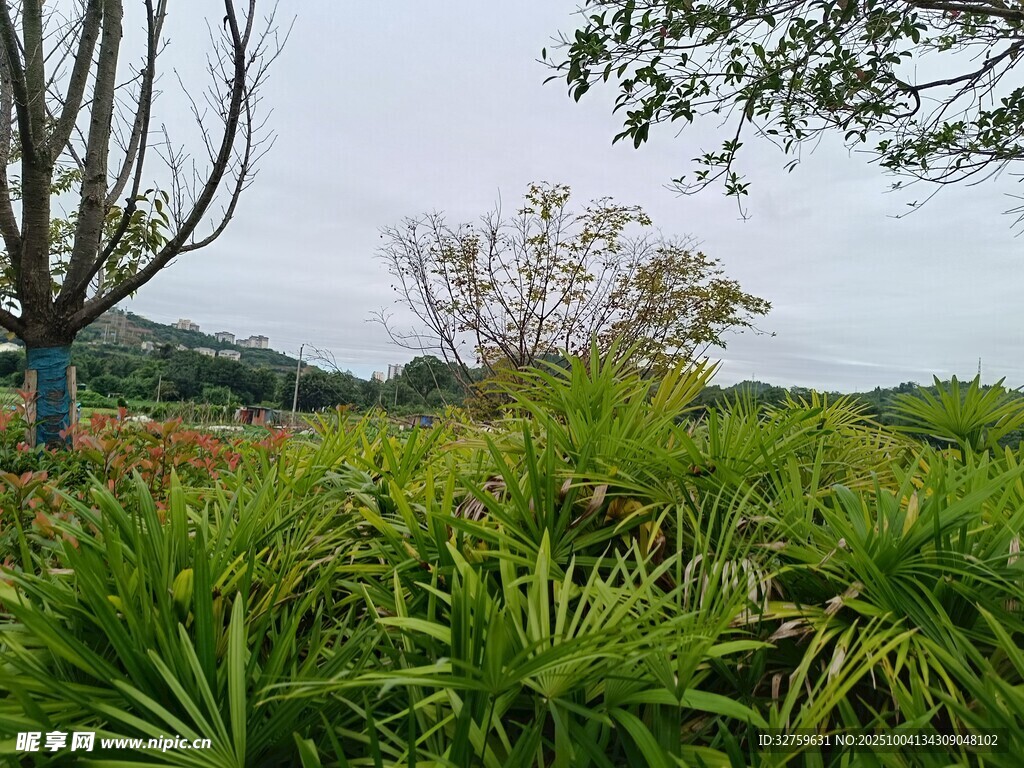 綠意盎然的野外植物景觀