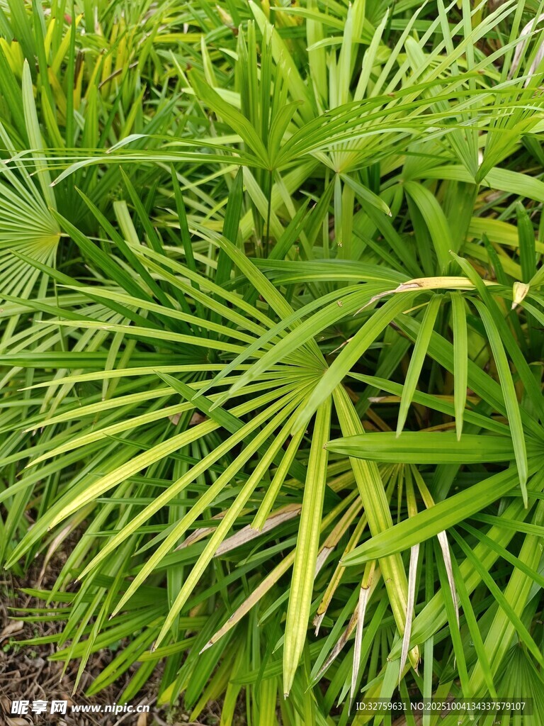 翠綠蒲葵植物特寫