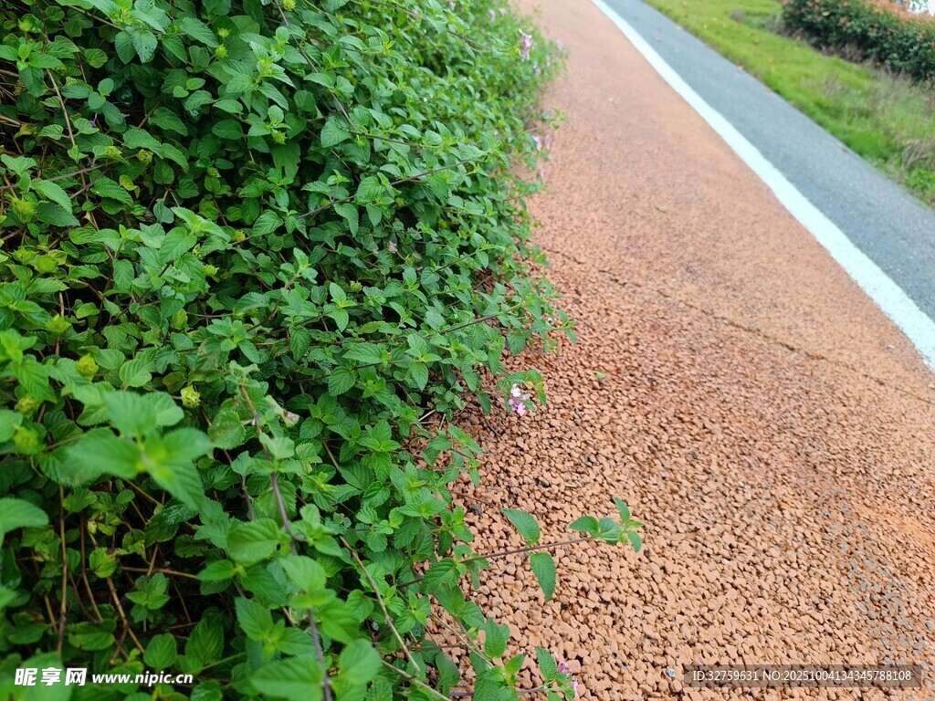 路邊綠植與紅棕色步道