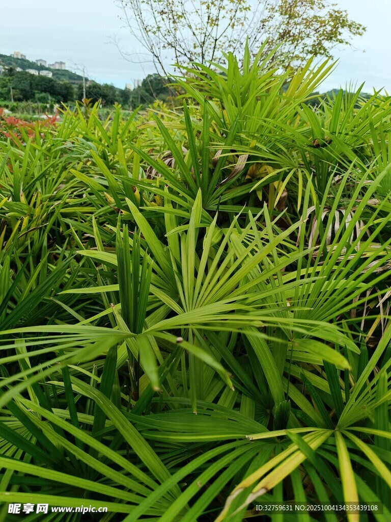 翠綠繁茂的熱帶植物景觀