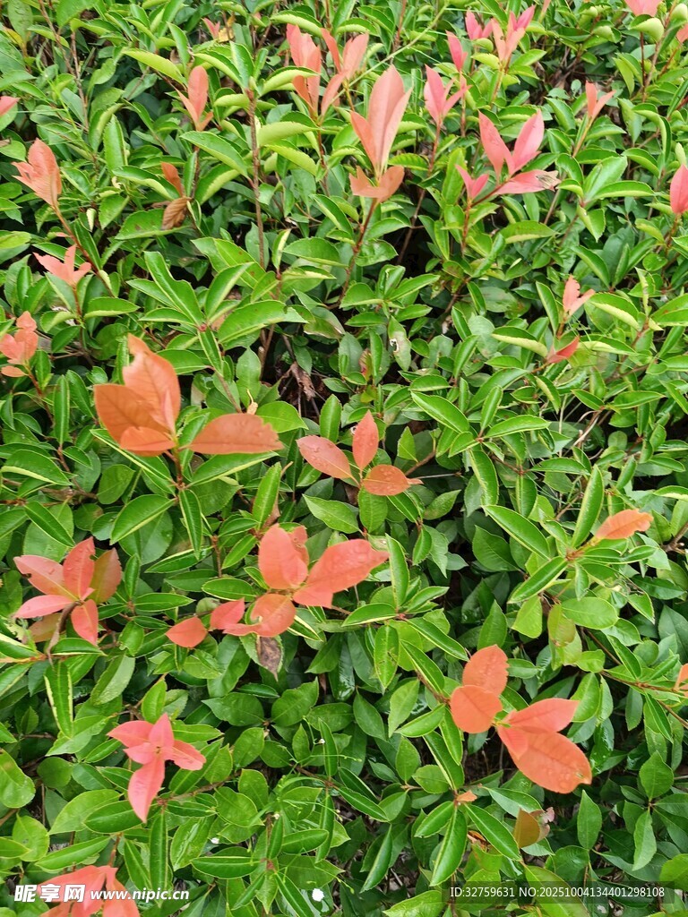 橙花綠葉的繁茂植物景觀