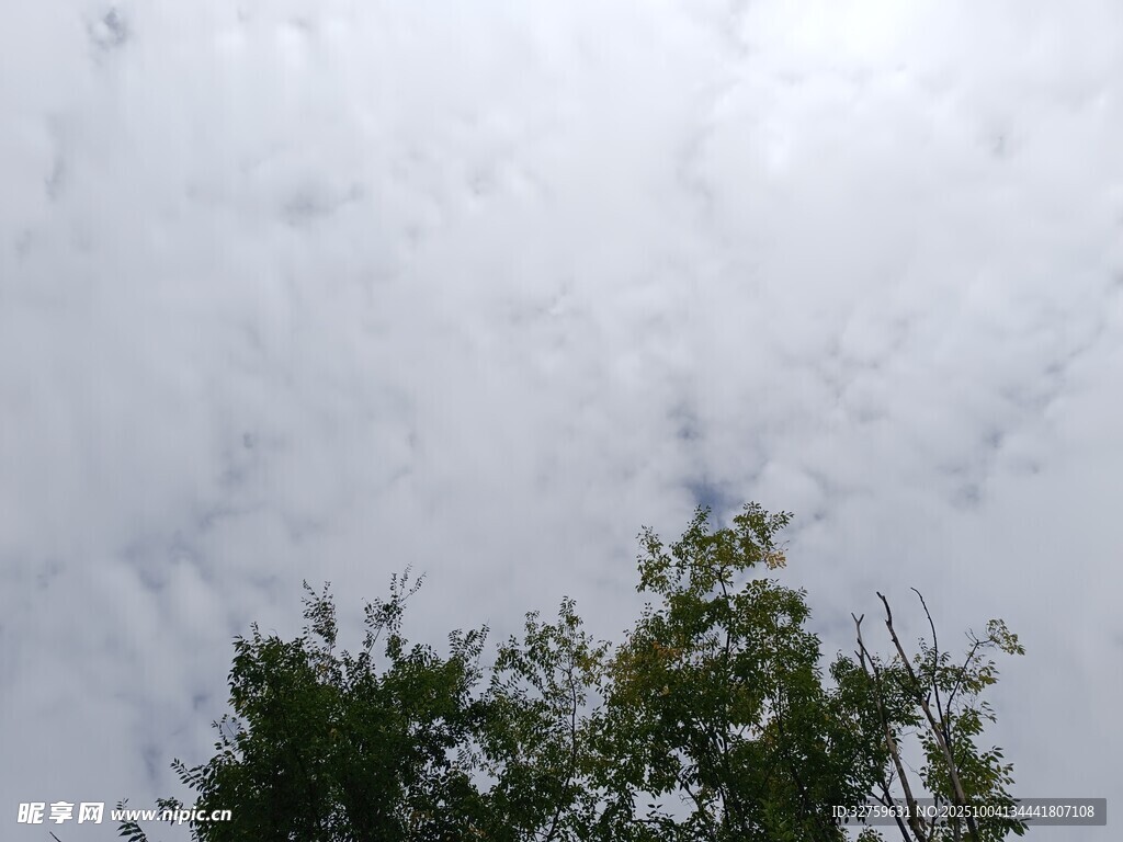 樹梢之上的多云天空