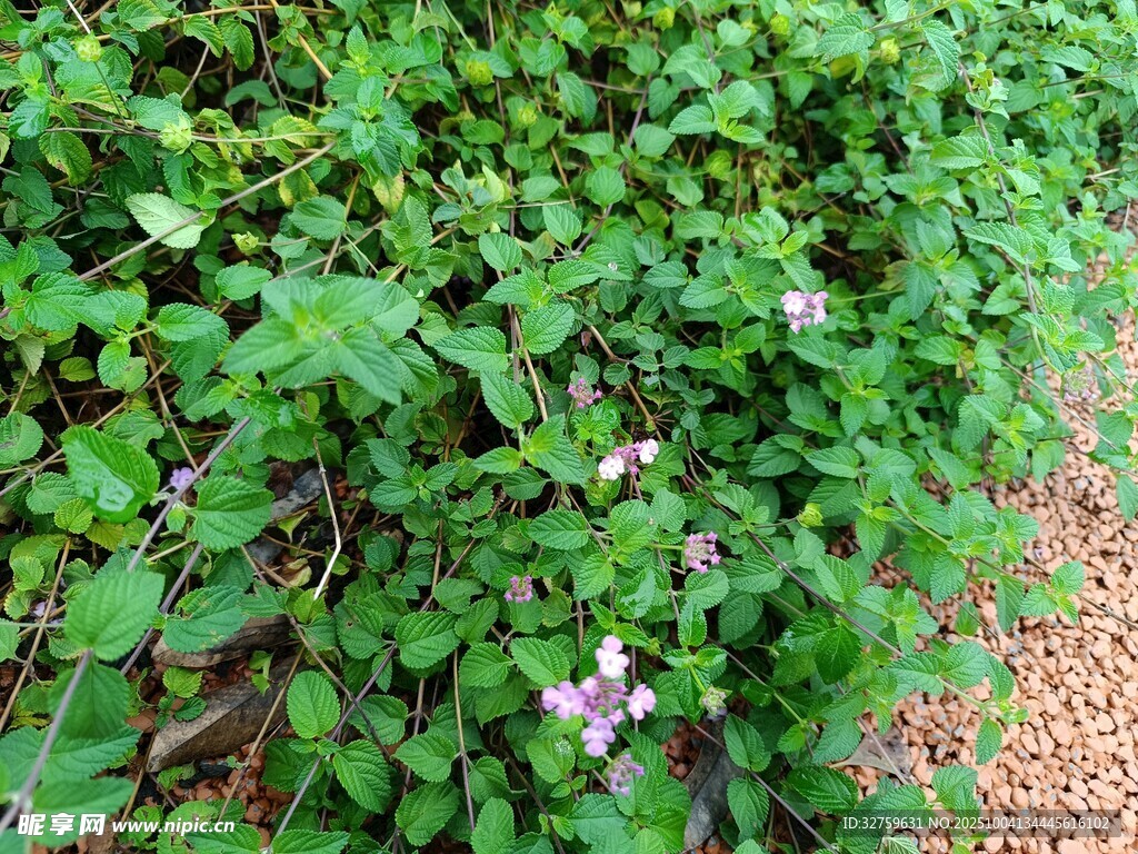 綠葉叢中的紫色小花