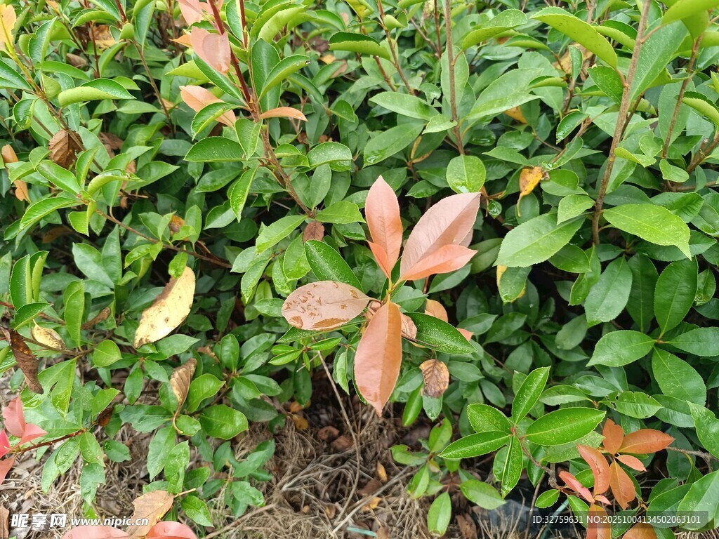 綠葉間的紅邊植物