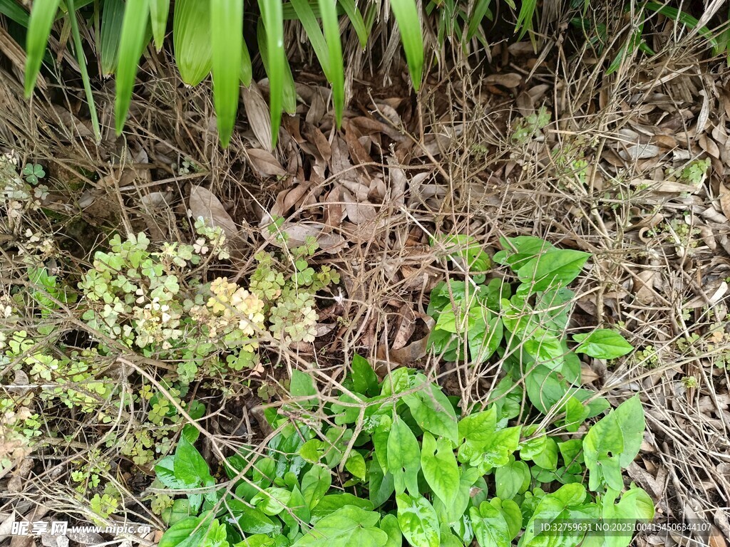 野外多樣綠植景觀