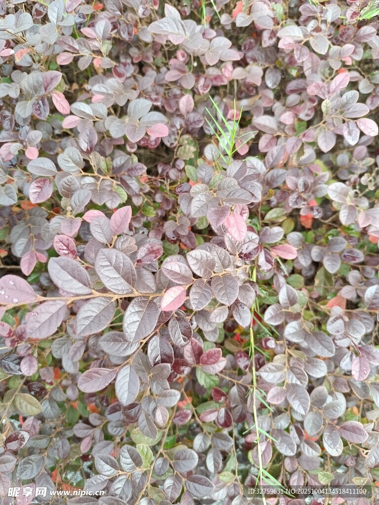 粉色葉片植物特寫(xiě)
