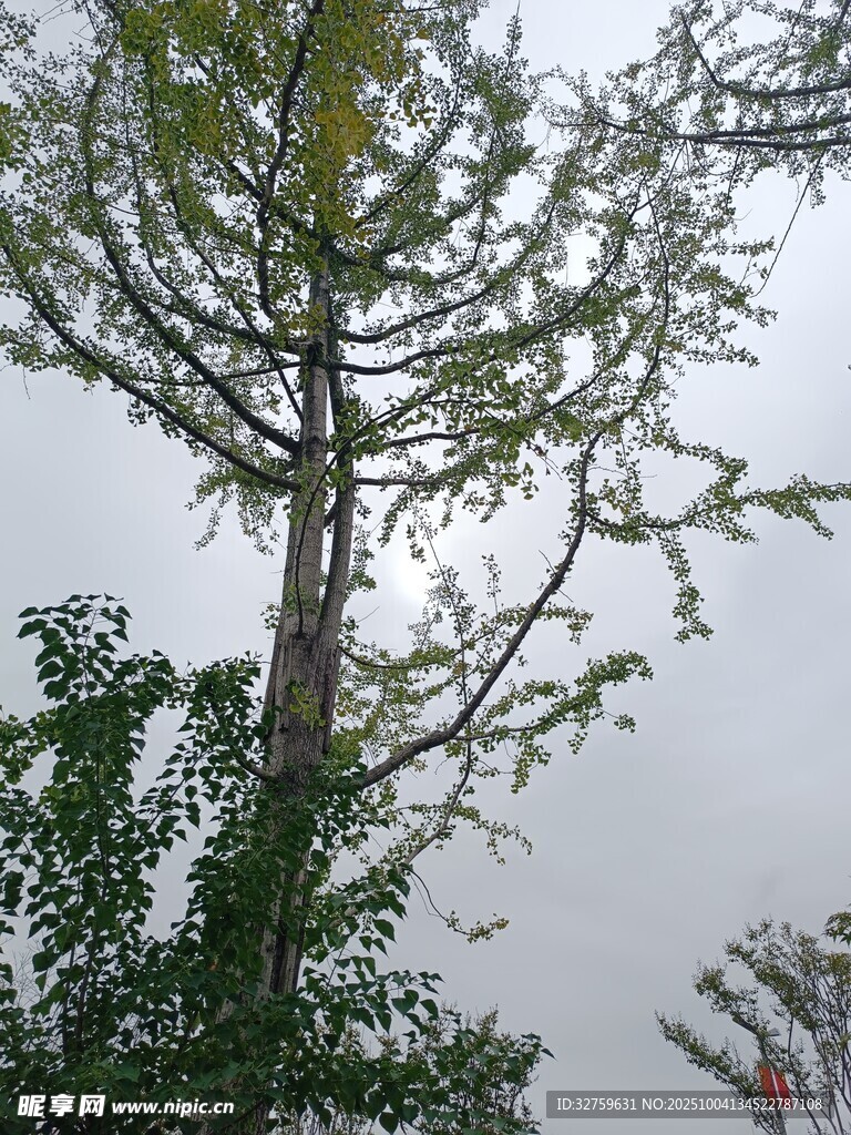霧中挺拔樹木