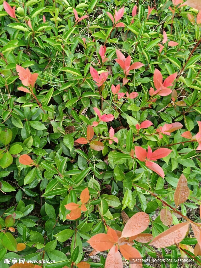 紅綠相間的多彩植物景觀
