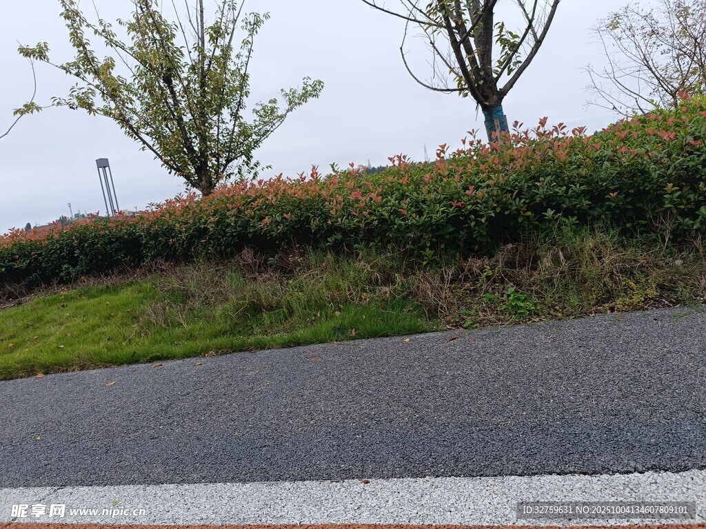 路邊綠植與樹木景觀
