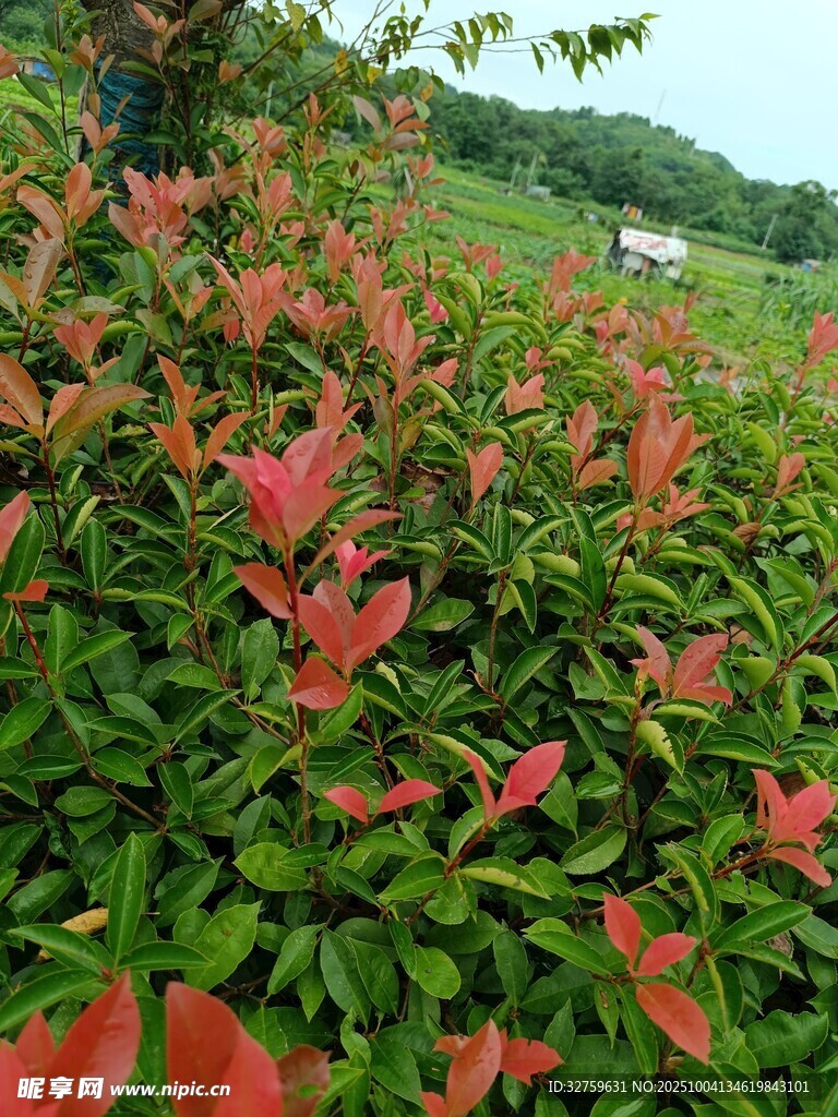 紅葉綠植相映成趣
