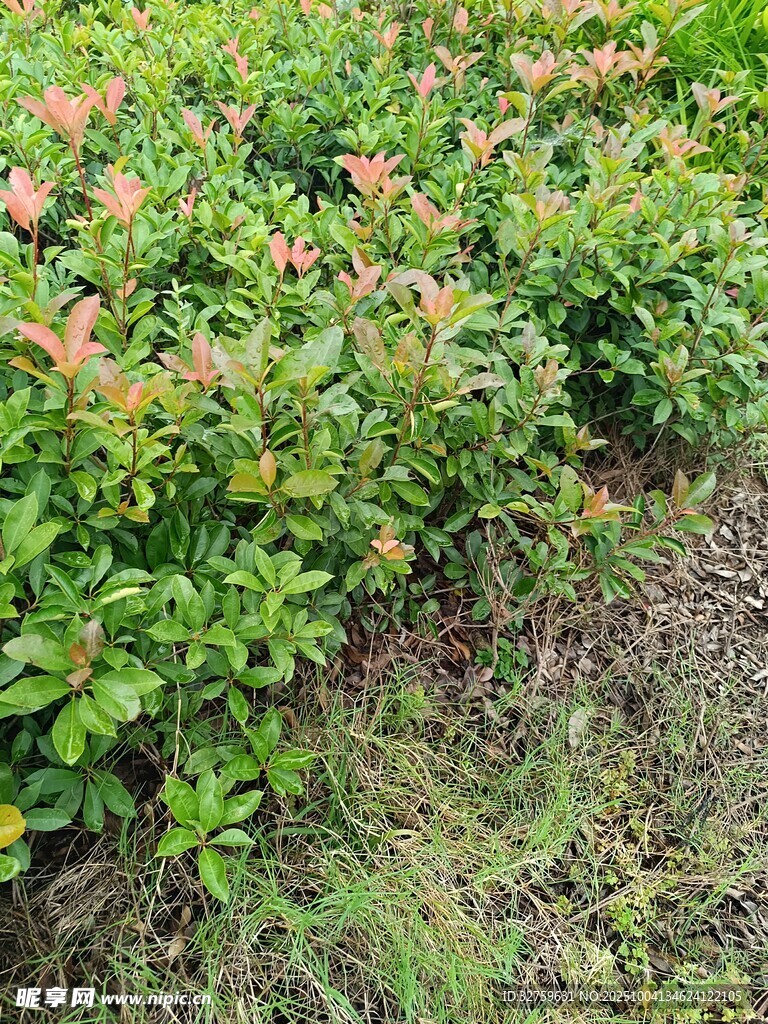 綠葉植物景觀