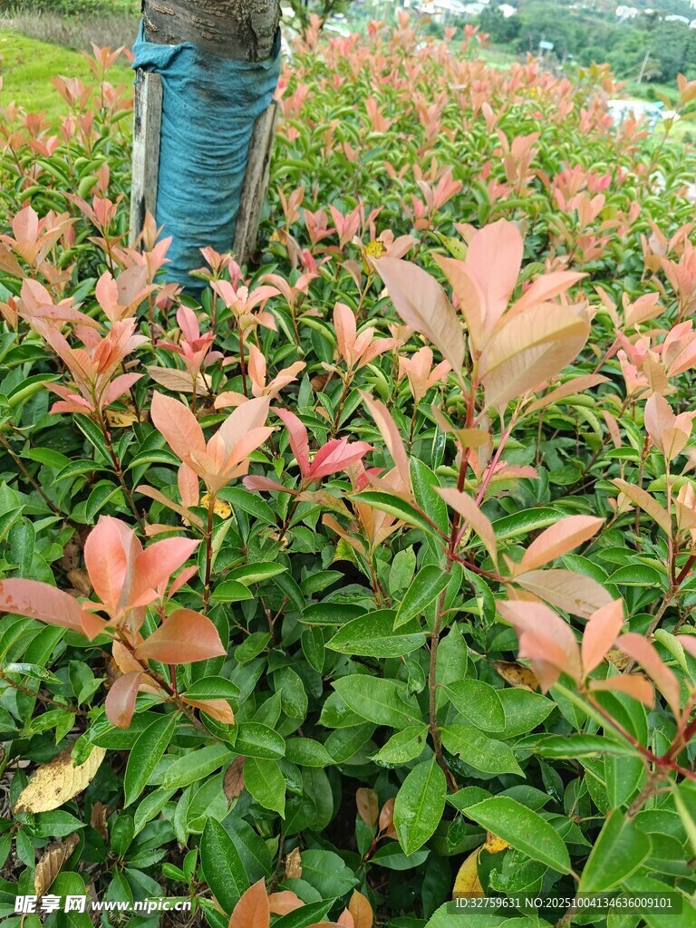 紅葉植物景觀