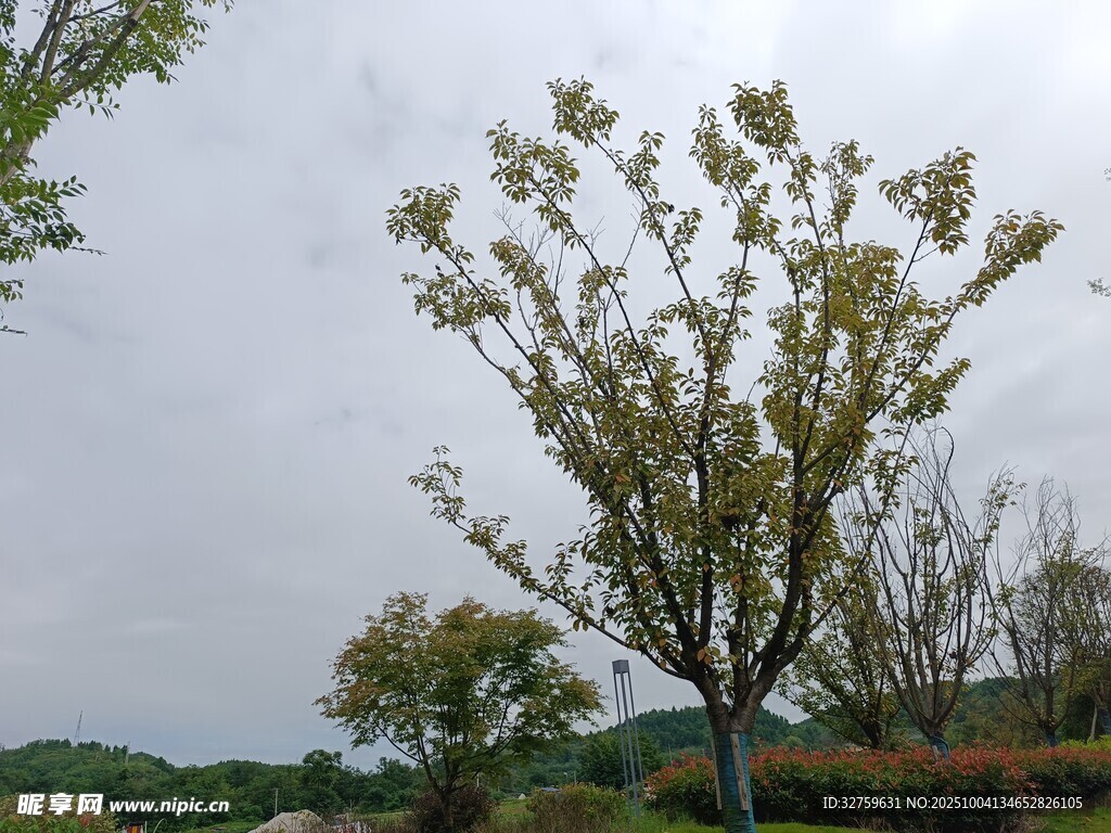 田野中的獨株樹木