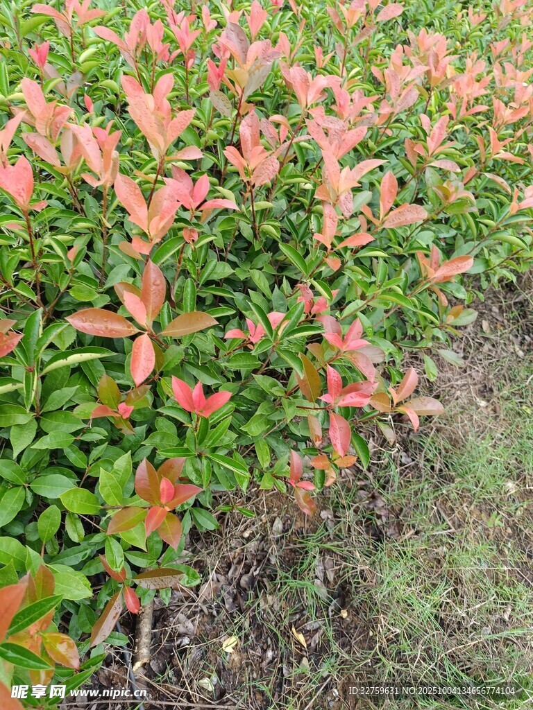 紅葉石楠植物景觀