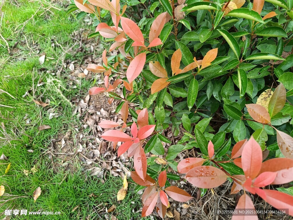 紅葉綠植相伴