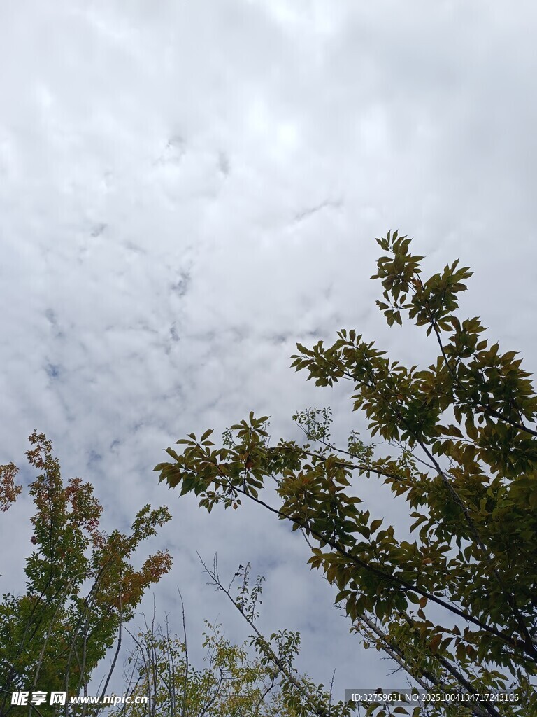 天空下的綠樹(shù)