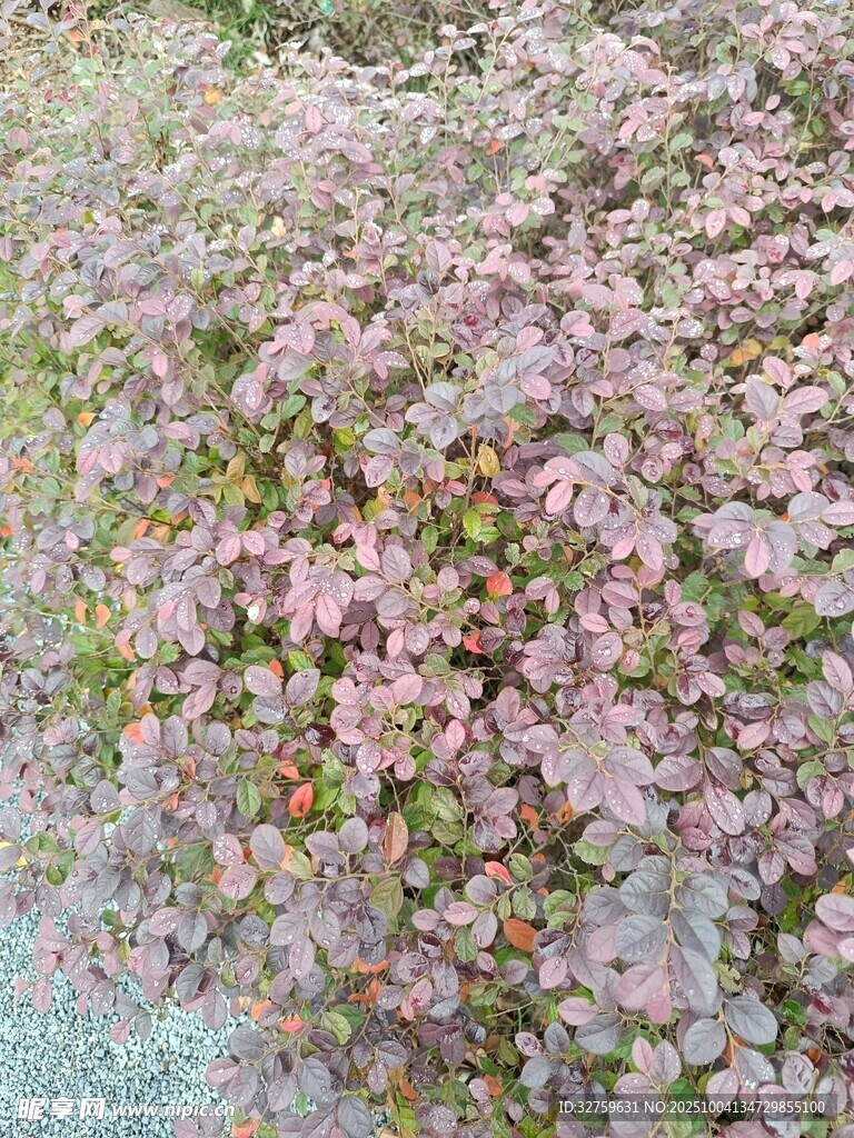 粉色繁花簇?fù)淼拿利惥爸? />
                            </div>
                    </div>
                </div>



                <div   id=