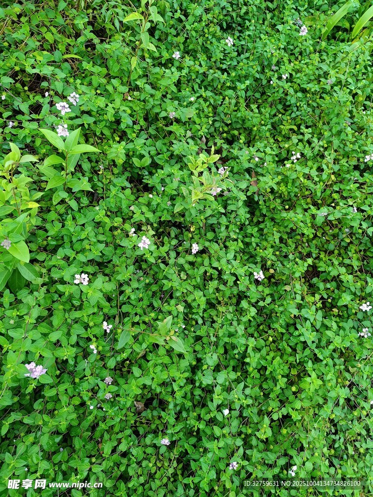 翠綠繁茂的藤蔓植物