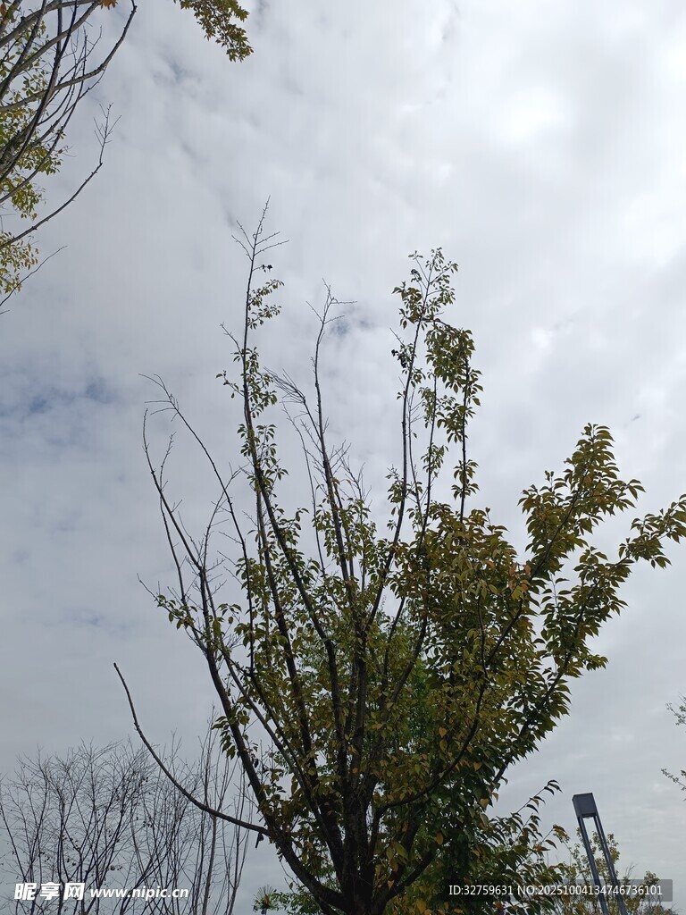 天空下的繁茂綠植