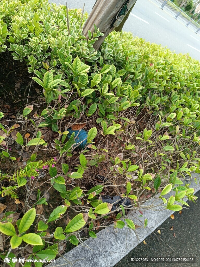 路邊綠植叢中的多彩小鳥