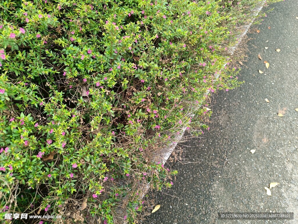 路邊翠綠繁茂的叢生植物