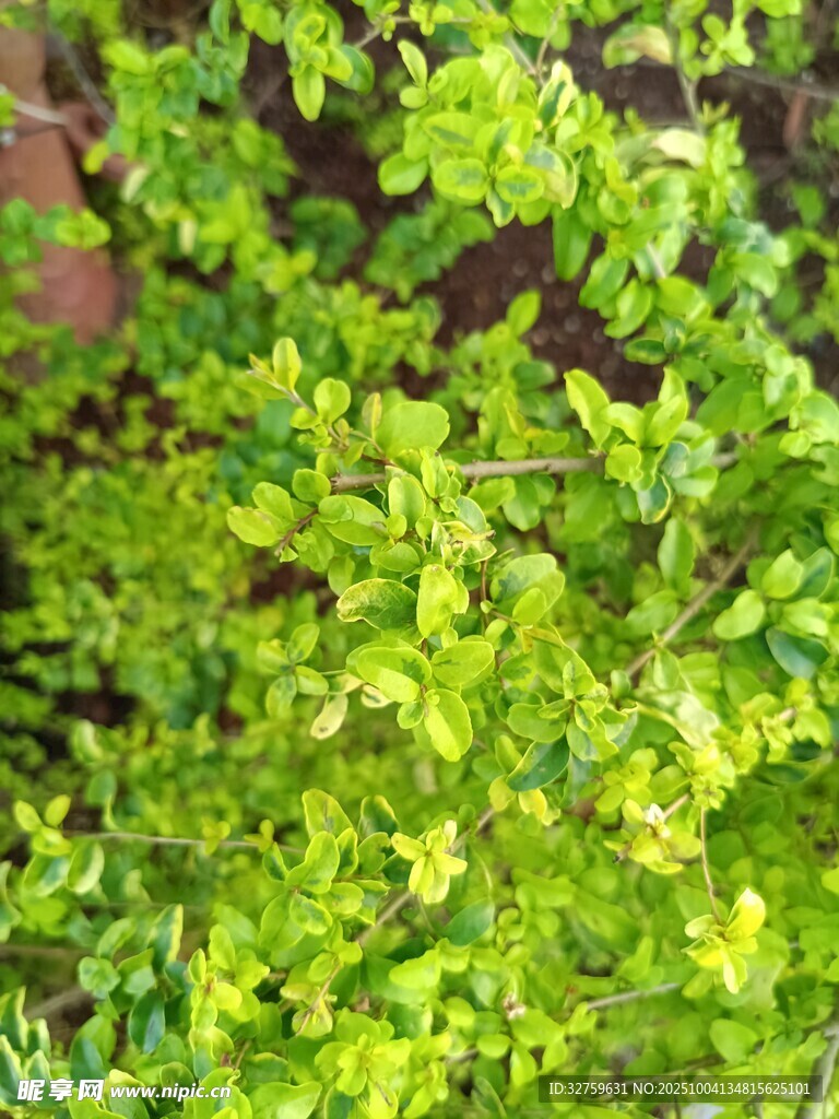 翠綠繁茂的清新植物