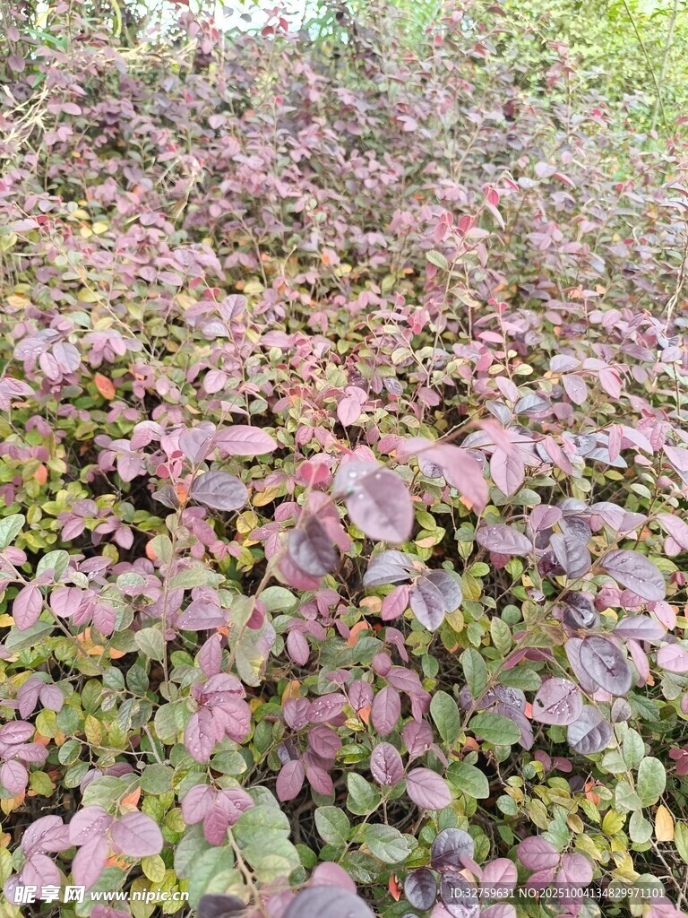 紅葉植物景觀