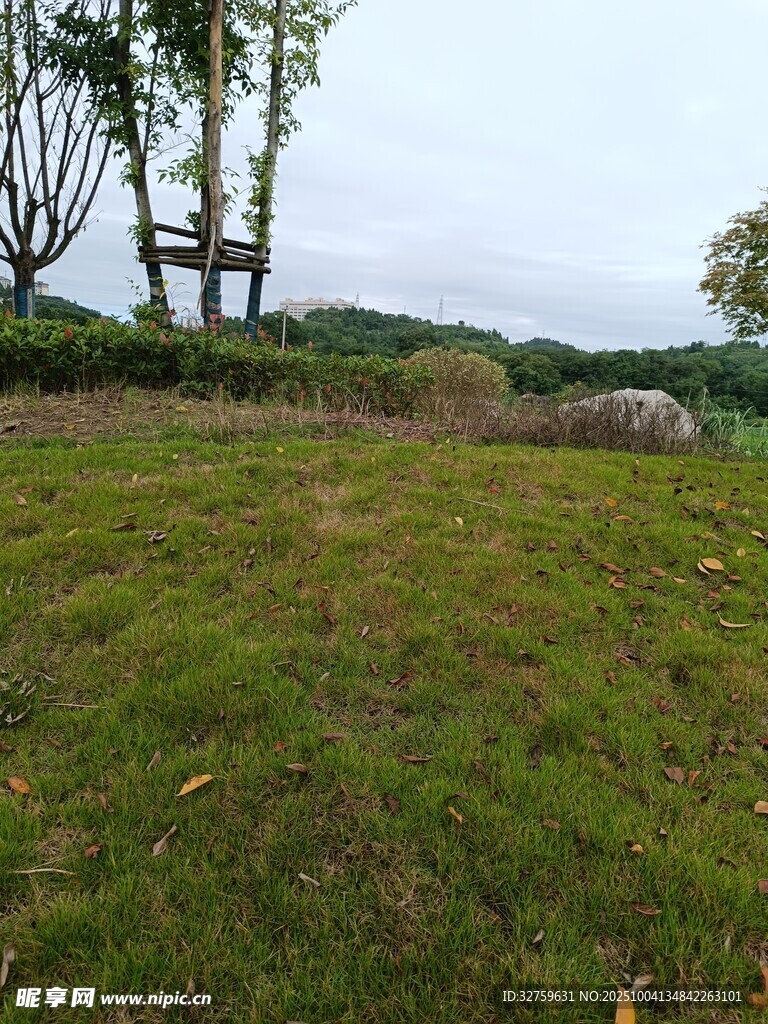 戶外草地與樹木景觀