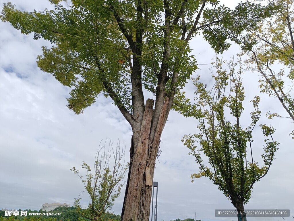 高大挺拔的戶外樹(shù)木景觀