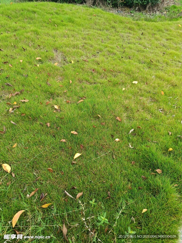 翠綠草地散落枯黃樹(shù)葉