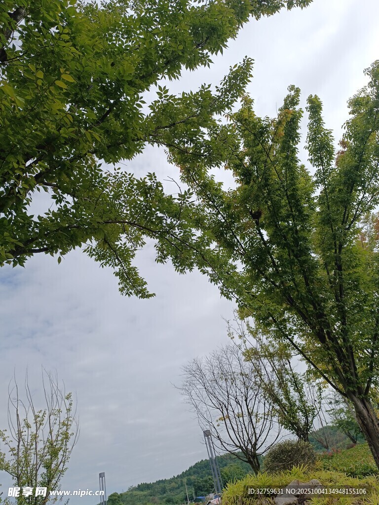湖畔綠樹(shù)景致