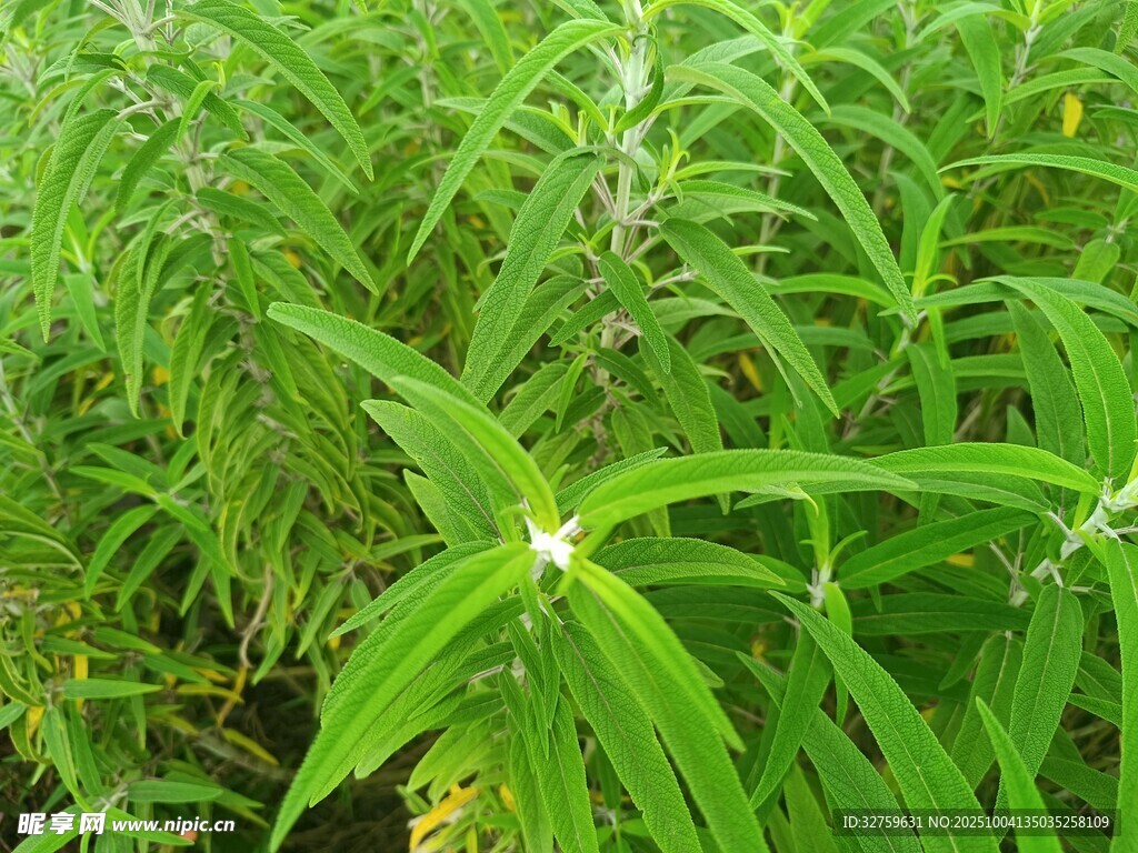 翠綠植物綻放小白花