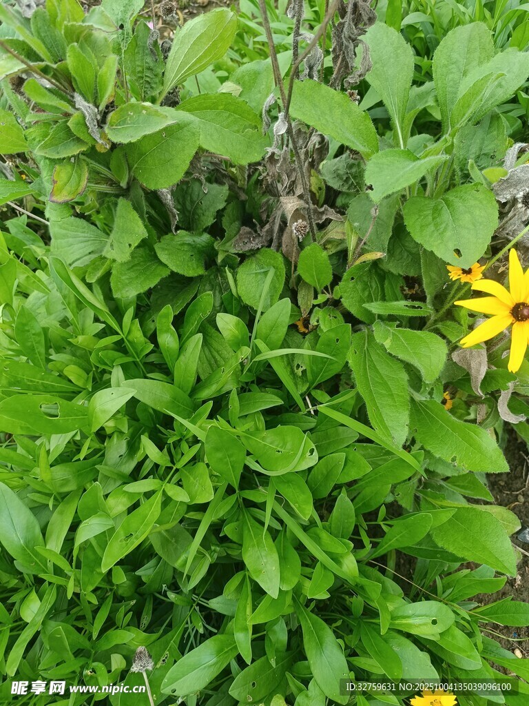 綠葉叢中綻放的黃色小花