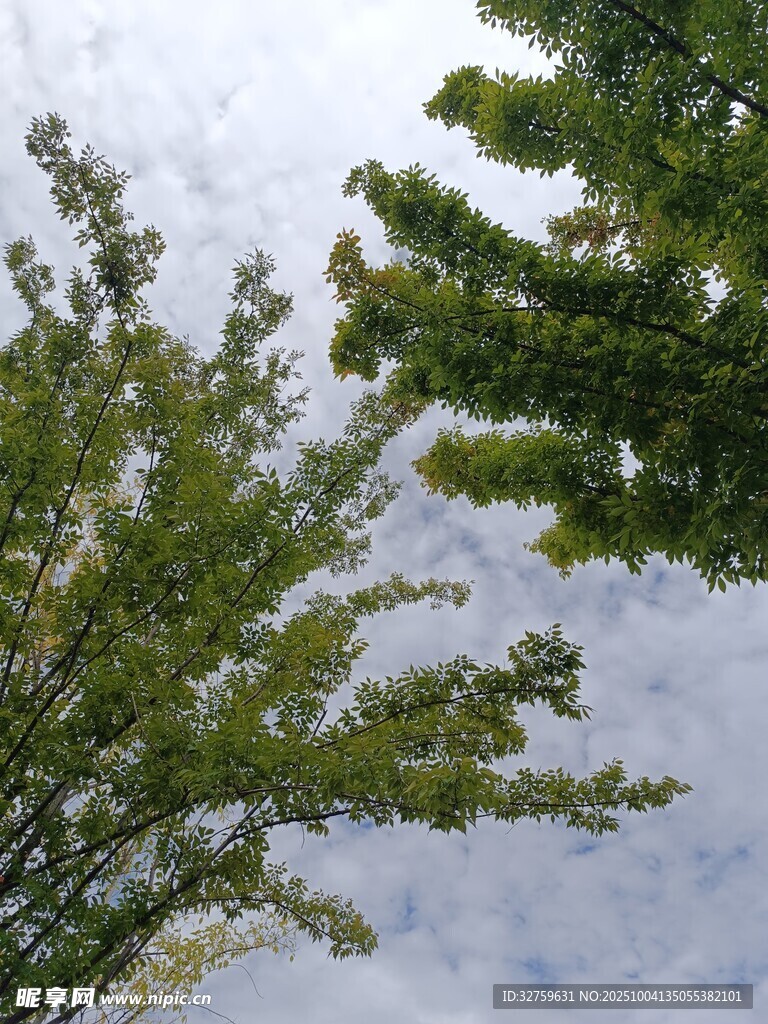 仰視綠樹(shù)與天空景象