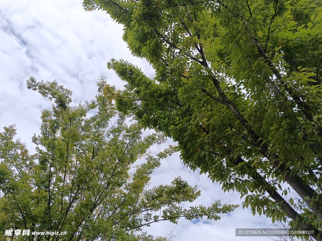 仰視蔥郁樹木與天空
