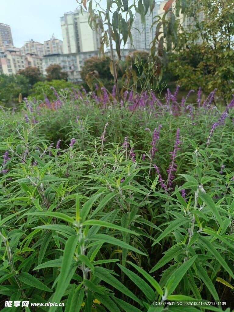 繁茂綠植中的紫色花卉
