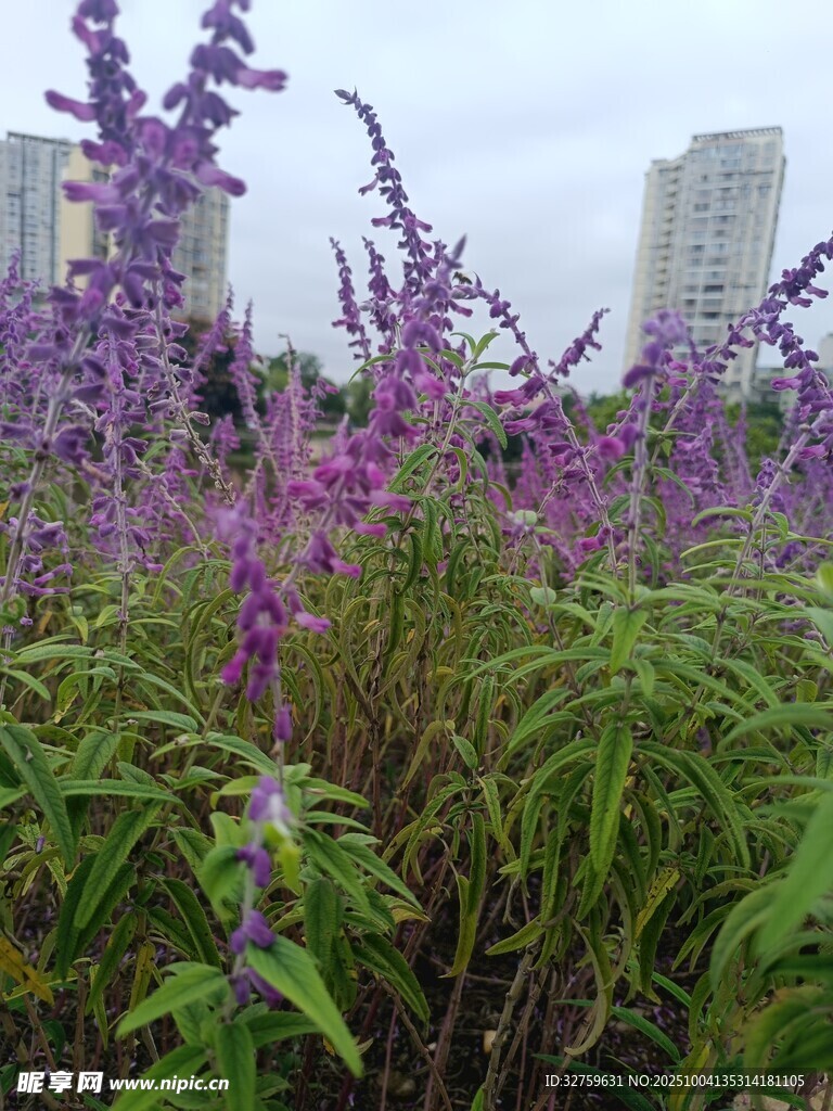 城市邊的紫色花卉景觀
