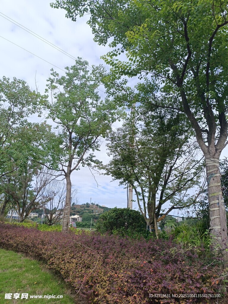 林間草地風(fēng)景
