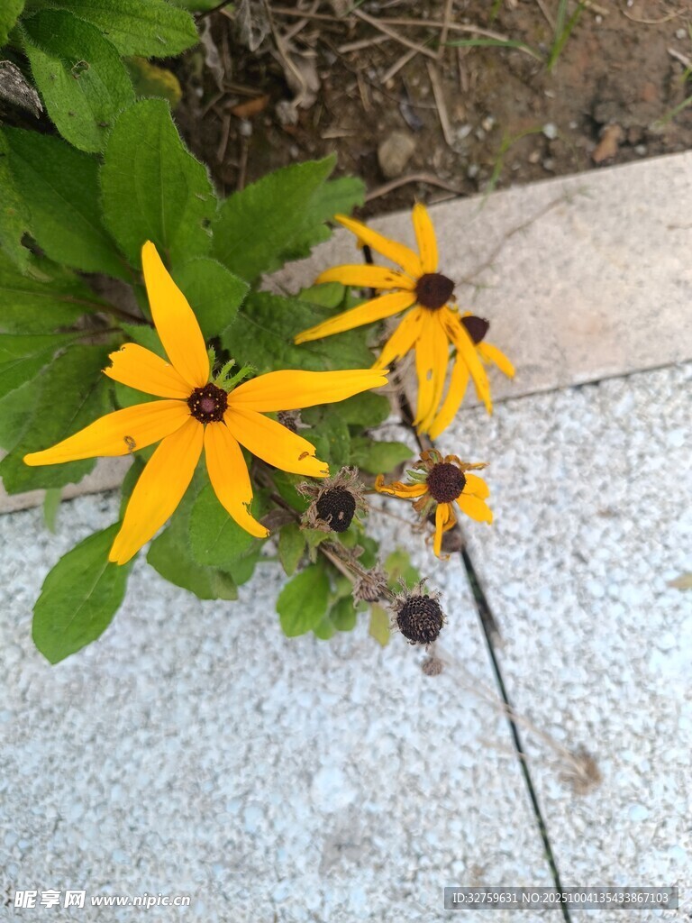 路邊綻放的黃色小野花