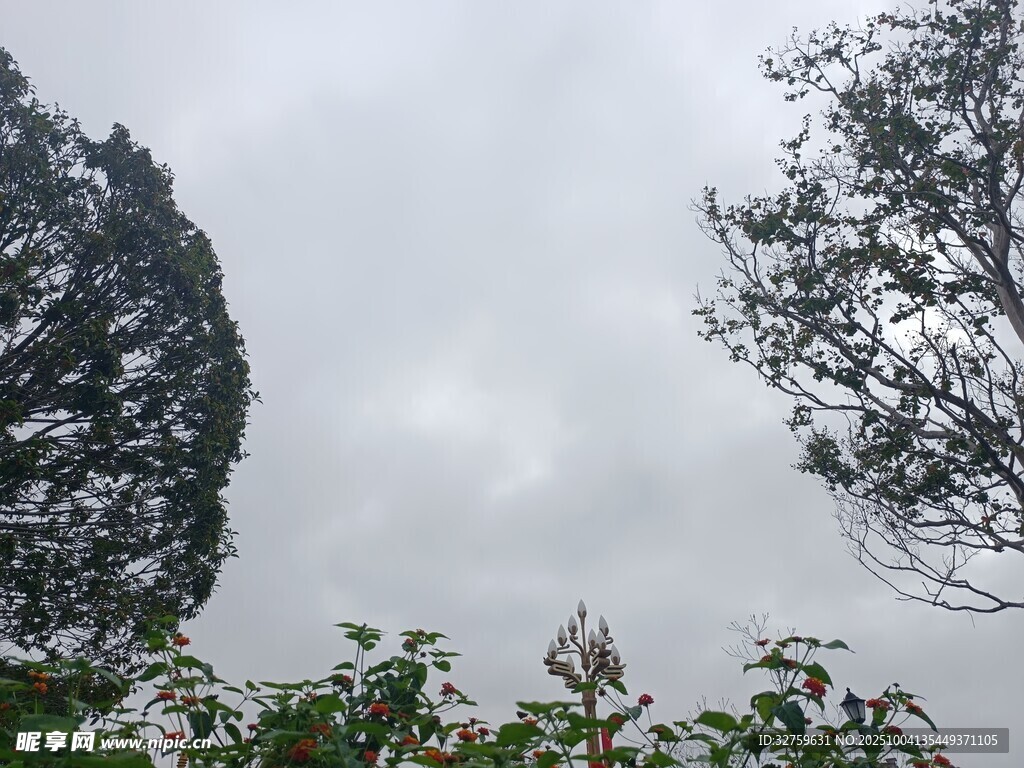 天空下的樹木與飛鳥