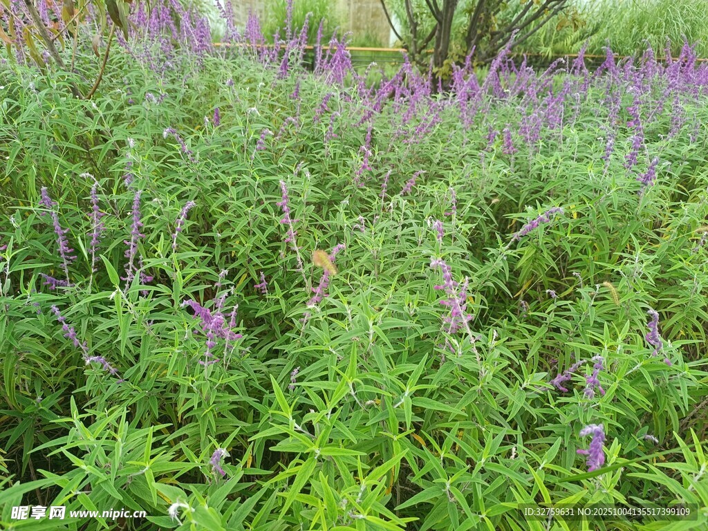 紫色花草繁茂的綠色田野