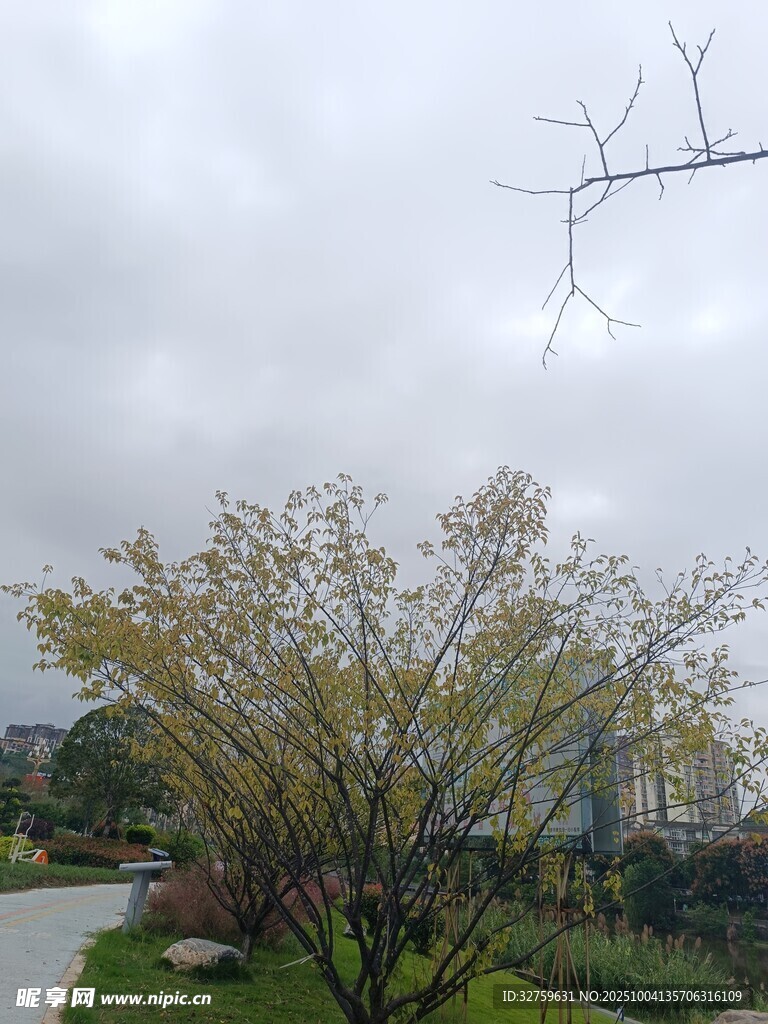 陰天中的樹木與小路景觀