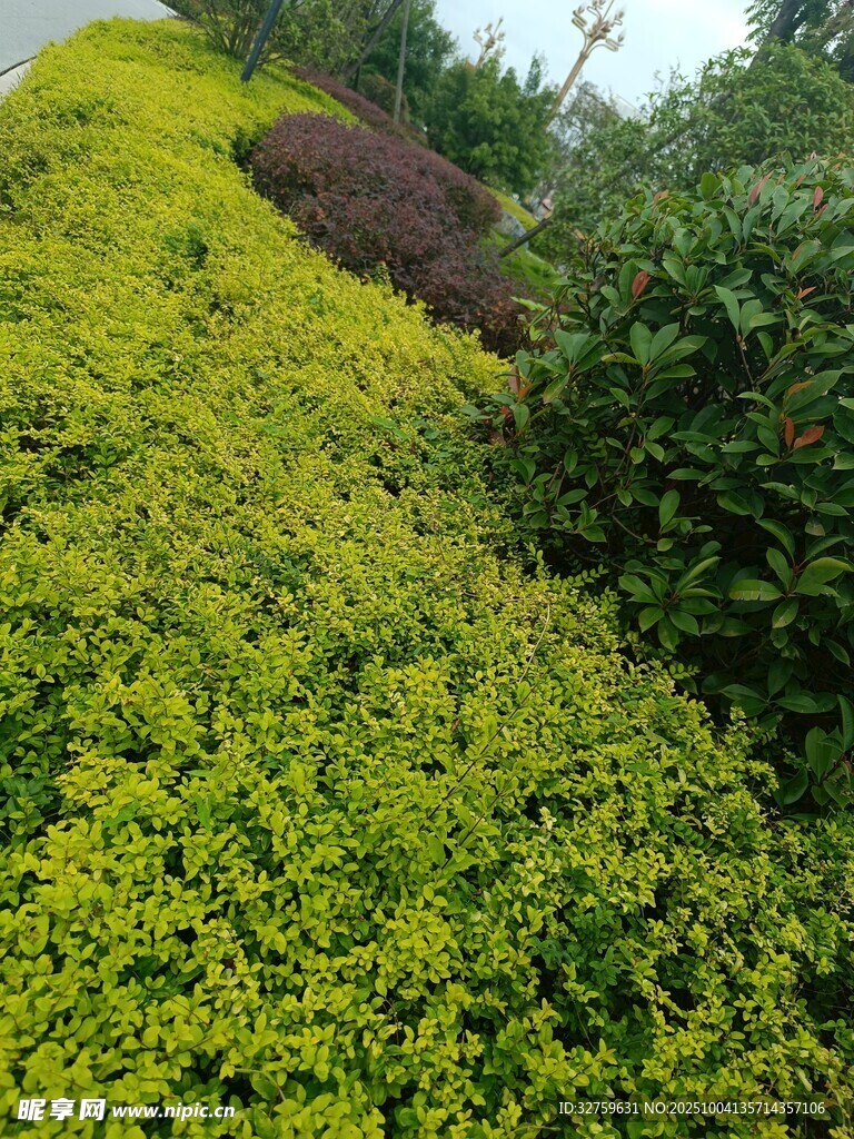 翠綠繁茂的灌木叢景觀