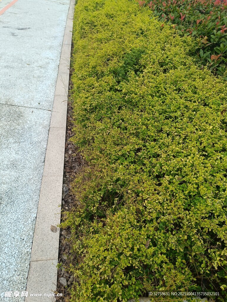路邊翠綠植物景觀