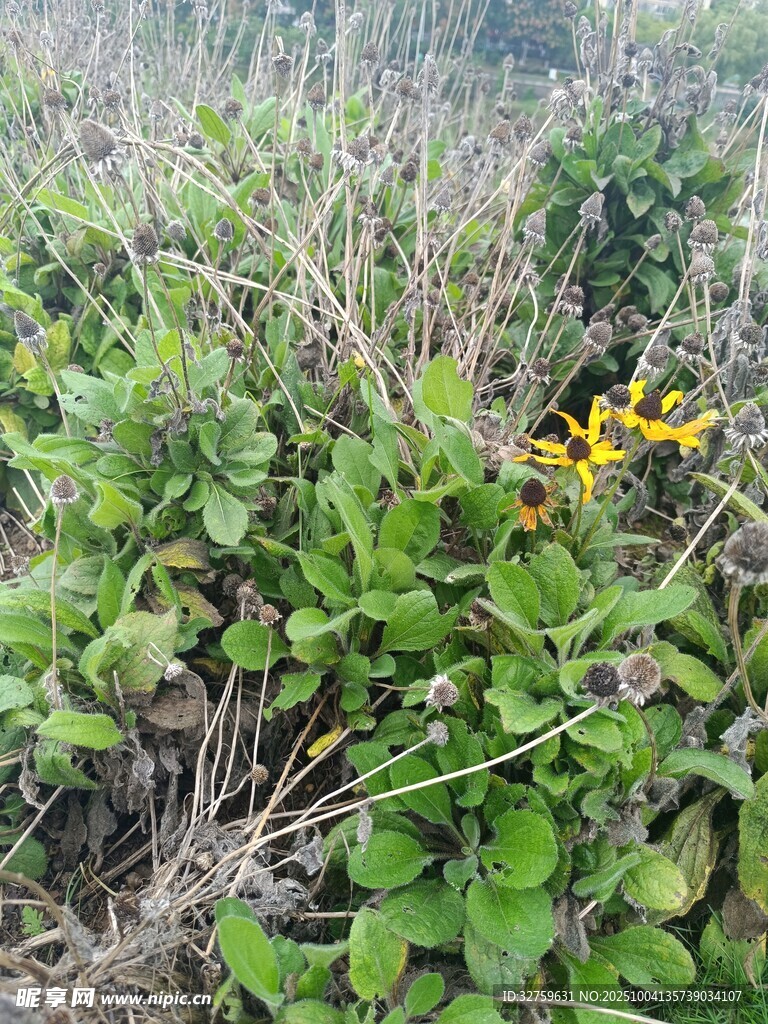 草叢中的黃色小花