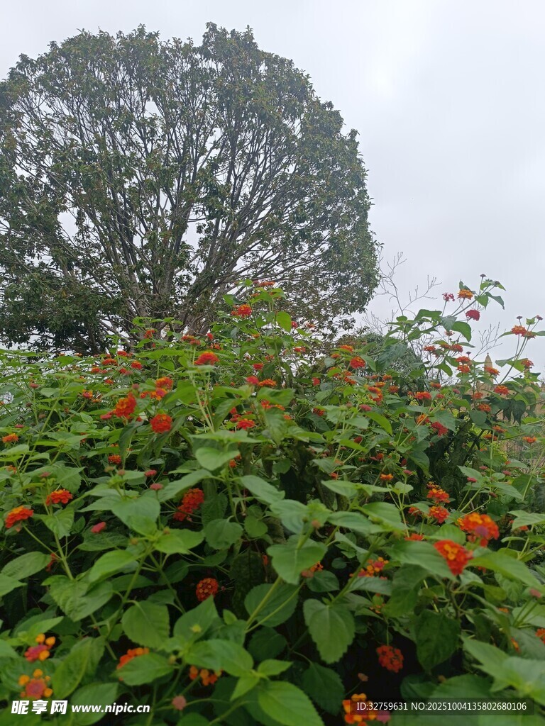 綠葉紅花間的繁茂大樹