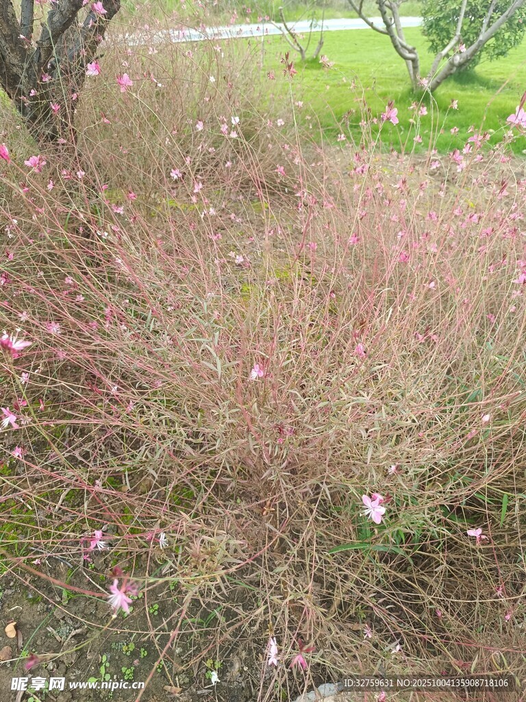 粉色小花叢中的自然景致